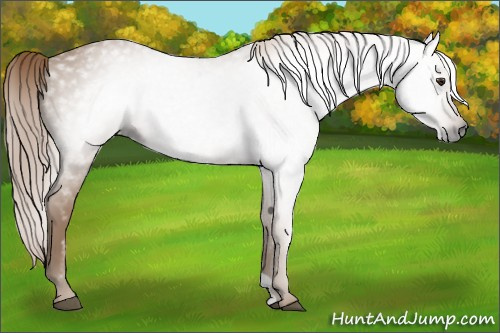 Horse Color:Gray Chestnut 