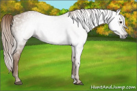 Horse Color:Gray Chestnut