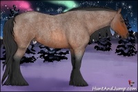 Horse Color:Bay Roan 