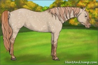 Horse Color:Red Dun Appaloosa 