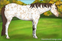 Horse Color:Bay Dun Appaloosa 