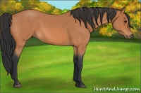 Horse Color:Bay Roan 
