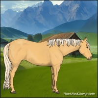 Horse Color:Palomino 