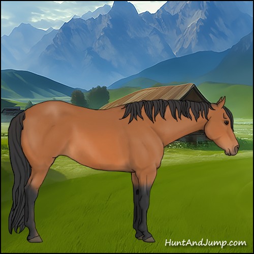 Horse Color:Bay 