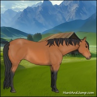 Horse Color:Bay 