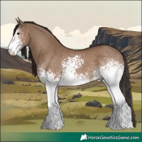 Horse Color:White Spotted Liver Red Dun