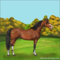 Horse Color:Bay Sabino Rabicano  and Bay Sabino Rabicano 