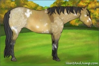 Horse Color:White Spotted Bay Roan Dun 