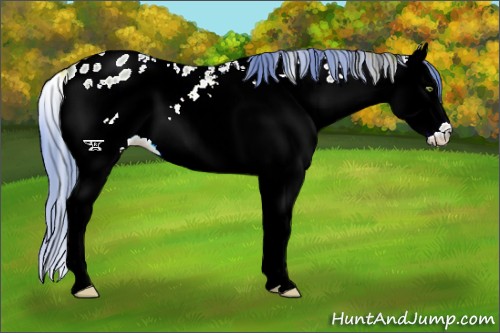 Horse Color:Watercolor White Spotted Amber Champagne Splash Appaloosa