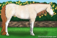 Horse Color:White Spotted Buckskin Roan Pearl Dun