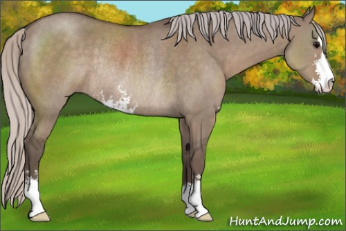 Horse Color:Silver Grullo Sabino Rabicano