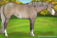 Horse Color:Silver Grullo Sabino Rabicano 