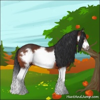 Horse Color:Bay Splash Frame Rabicano