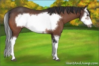 Horse Color:Bay Splash Frame Rabicano 