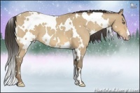 Horse Color:White Spotted Amber Cream Champagne 