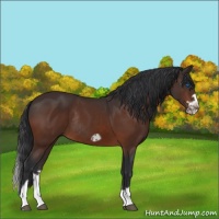 Horse Color:Brown Splash Frame Rabicano
