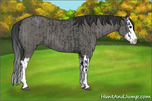 Horse Color:Unknown 