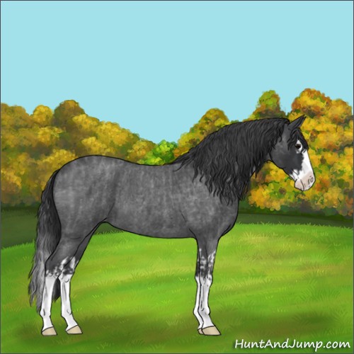 Horse Color:Unknown 