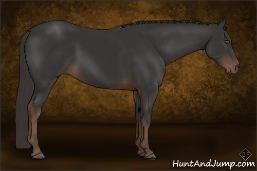 Horse Color:Liver Chestnut 
