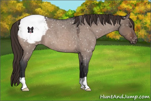 Horse Color:Brown Roan Dun Appaloosa 