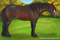 Horse Color:Brown Splash Frame Rabicano 