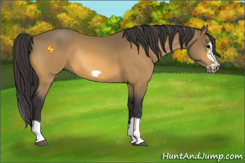 Horse Color:Buckskin Splash Frame Rabicano 
