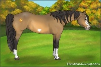 Horse Color:Buckskin Splash Frame Rabicano 
