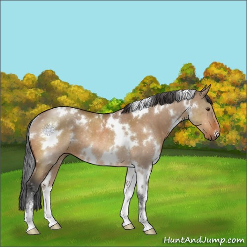 Horse Color:White Spotted Bay Dun Sabino Rabicano 