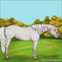 Horse Color:Silver Grullo Roan Appaloosa 