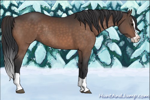 Horse Color:Brown Splash Rabicano 