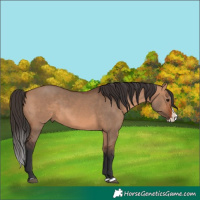 Horse Color:Bay Dun Splash Rabicano