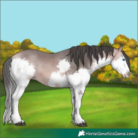 Horse Color:Platinum Bay Splash Frame Rabicano 