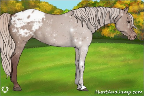 Horse Color:Chocolate Silver Grullo Appaloosa 