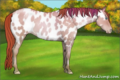 Horse Color:Chocolate Sable Cream Champagne Pearl Dun Appaloosa 