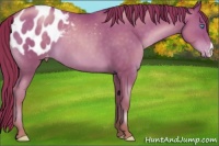 Horse Color:Chocolate Buckskin Pearl Blanket 