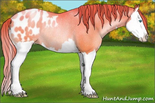 Horse Color:Chocolate Sable Champagne Pearl Splash Blanket Rabicano 