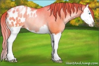 Horse Color:Chocolate Sable Champagne Pearl Splash Blanket Rabicano 