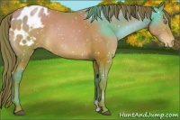Horse Color:Brown Pearl Blanket Rabicano 