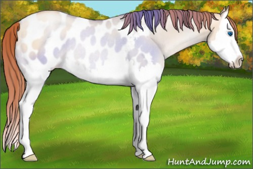 Horse Color:Sable Champagne Pearl Dun Splash Blanket Rabicano 