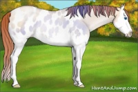 Horse Color:Sable Champagne Pearl Dun Splash Appaloosa Rabicano