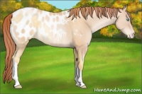 Horse Color:Sable Champagne Pearl Appaloosa Rabicano