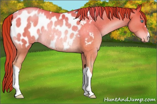 Horse Color:Chocolate Buckskin Pearl Blanket Rabicano 