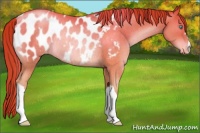 Horse Color:Chocolate Buckskin Pearl Blanket Rabicano
