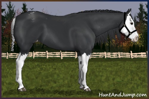 Horse Color:Black Splash Appaloosa 