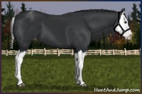Horse Color:Black Splash Appaloosa 