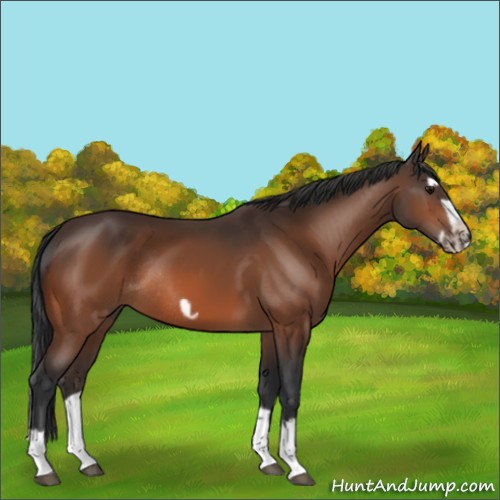 Horse Color:Bay Splash Frame Rabicano 