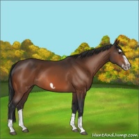 Horse Color:Bay Splash Frame Rabicano