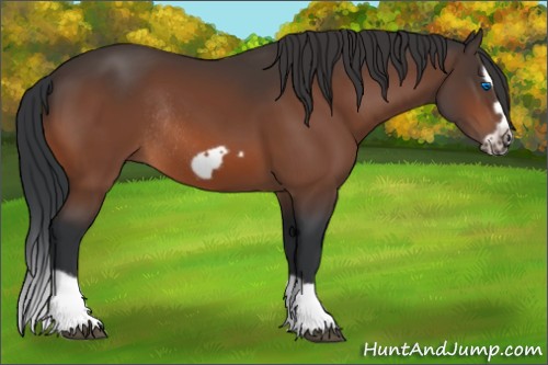 Horse Color:Bay Splash Frame Rabicano