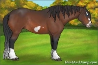 Horse Color:Bay Splash Frame Rabicano 