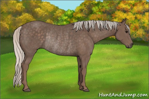 Horse Color:Silver Black Rabicano 